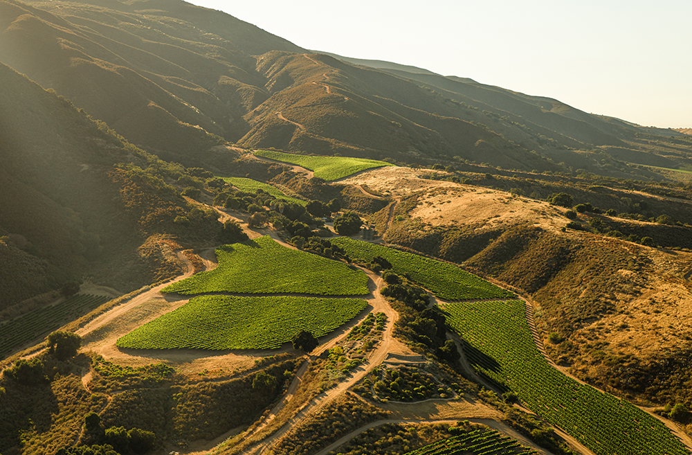 Pisoni Vineyard